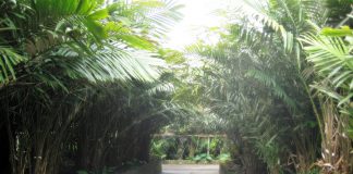 Desa Wisata Trumpon