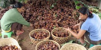 Desa Wisata Garongan : Pengolahan Salak Pondoh