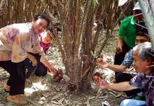 Asyik, Panen Salak Tiap Hari di Desa Ekowisata Pancoh