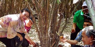 Asyik, Panen Salak Tiap Hari di Desa Ekowisata Pancoh